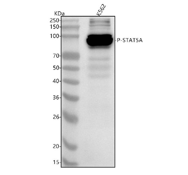 1 - Anti-Phospho-Stat5 (Y694) STAT5A Rabbit Monoclonal Antibody ABO13163
