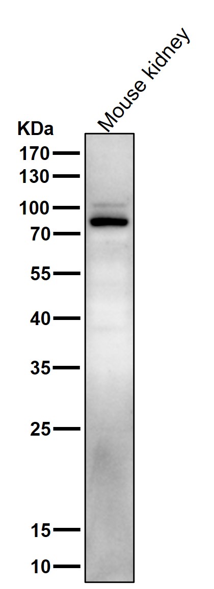 1 - Anti-Phospho-Stat5 (Y694) STAT5A Rabbit Monoclonal Antibody ABO13163