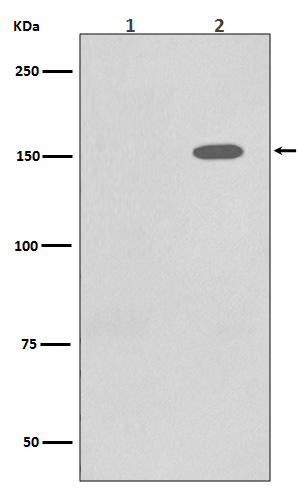 1 - Anti-Phospho-EGFR (Y1086) Rabbit Monoclonal Antibody ABO13164