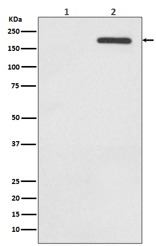 1 - Anti-Phospho-EGFR (Y1092) Rabbit Monoclonal Antibody ABO13166