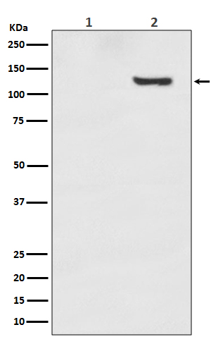 1 - Anti-Phospho-SIRT1 (T530) Rabbit Monoclonal Antibody ABO13167