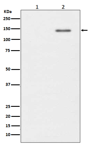 1 - Anti-Phospho-SHIP (Y1020) INPP5D Rabbit Monoclonal Antibody ABO13170