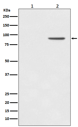 1 - Anti-Phospho-STAT1 (Y701) Rabbit Monoclonal Antibody ABO13171