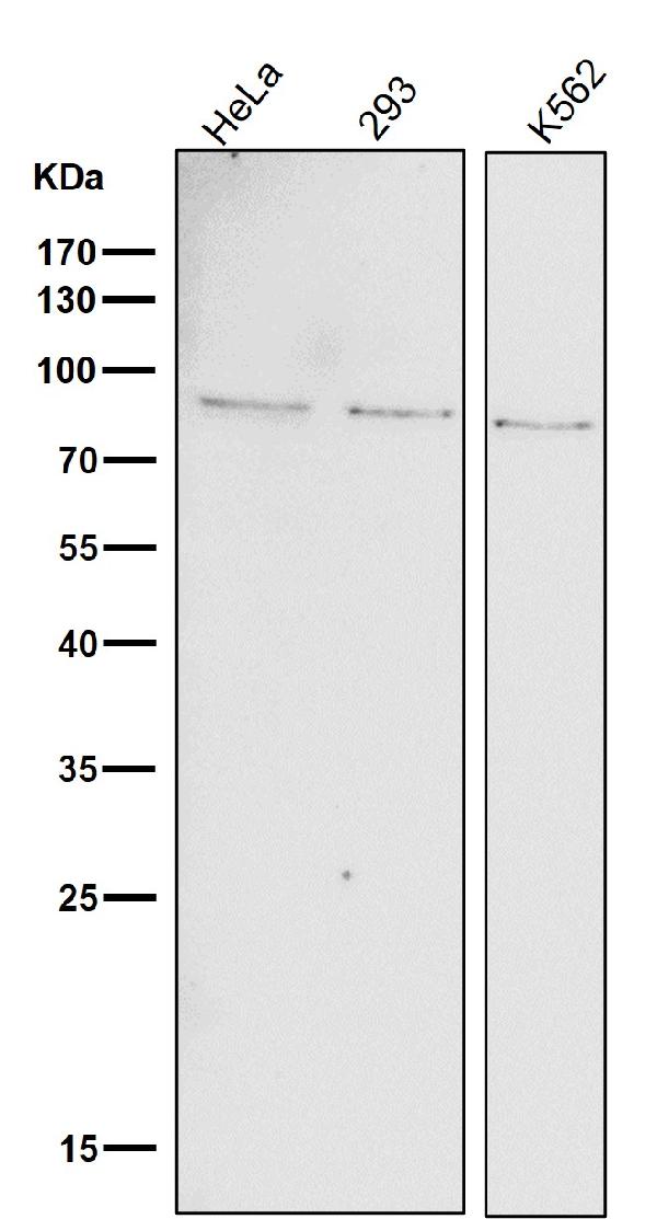 1 - Anti-Phospho-STAT1 (Y701) Rabbit Monoclonal Antibody ABO13171