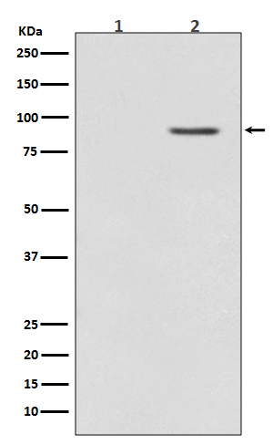 1 - Anti-Phospho-B Raf (T401) Rabbit Monoclonal Antibody ABO13172