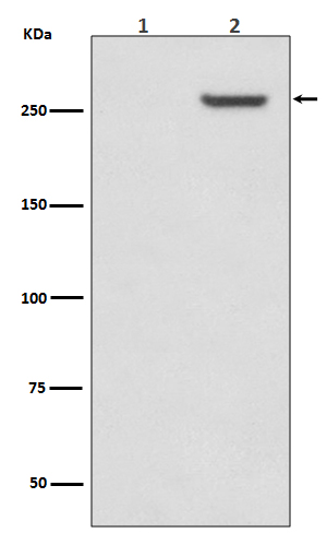 1 - Anti-Phospho-mTOR (S2481) Rabbit Monoclonal Antibody ABO13173