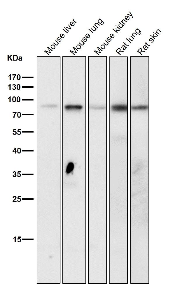 1 - Anti-Phospho-STAT3 (Y705) Rabbit Monoclonal Antibody ABO13174