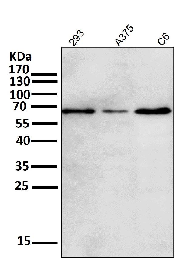 1 - Anti-Phospho-Akt (Ser473) AKT1 Rabbit Monoclonal Antibody ABO13175