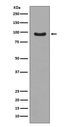 1 - Anti-Phospho-FoxO3a (S253) Rabbit Monoclonal Antibody ABO13177