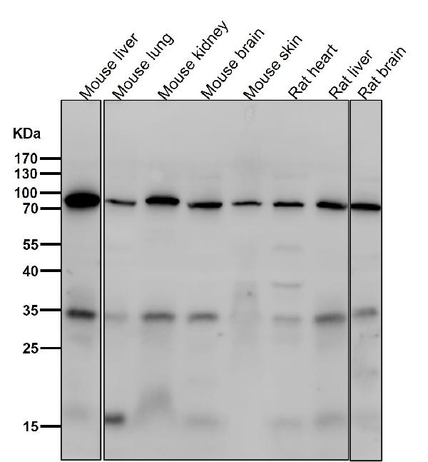 1 - Anti-Phospho-FoxO3a (S253) Rabbit Monoclonal Antibody ABO13177