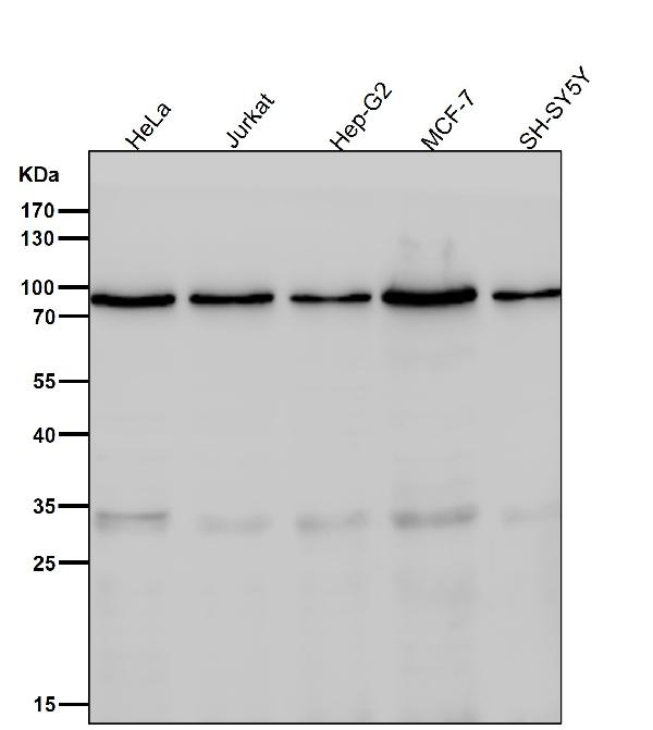 1 - Anti-Phospho-FoxO3a (S253) Rabbit Monoclonal Antibody ABO13177