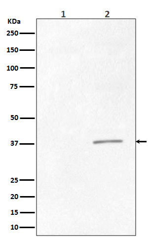 1 - Anti-Phospho-CrkII (Tyr221) Rabbit Monoclonal Antibody ABO13179