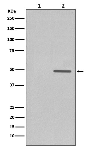 1 - Anti-Phospho-Cyclin E1 (T77) CCNE1 Rabbit Monoclonal Antibody ABO13184