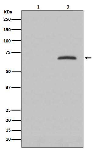 1 - Anti-Phospho-Paxillin (Y118) PXN Rabbit Monoclonal Antibody ABO13185