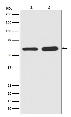 1 - Anti-Phospho-Smad5 (S463/465) Rabbit Monoclonal Antibody ABO13186