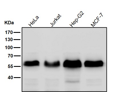 1 - Anti-Phospho-Smad5 (S463/465) Rabbit Monoclonal Antibody ABO13186