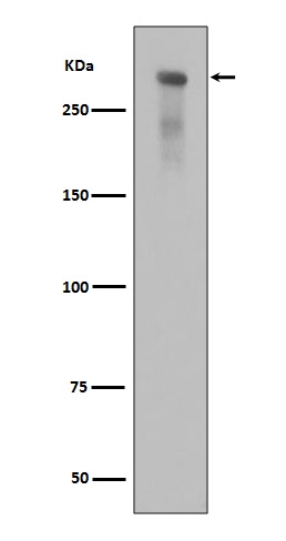 1 - Anti-Phospho-DNA PKcs (S2056) PRKDC Rabbit Monoclonal Antibody ABO13187