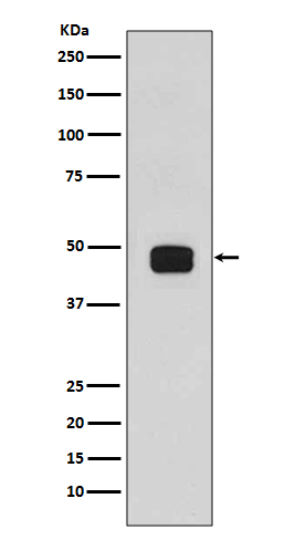 1 - Anti-Phospho-GSK3 beta (Ser9) Rabbit Monoclonal Antibody ABO13188
