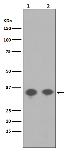 1 - Anti-Phospho-PP2A alpha (Y307) PPP2CA Rabbit Monoclonal Antibody ABO13191