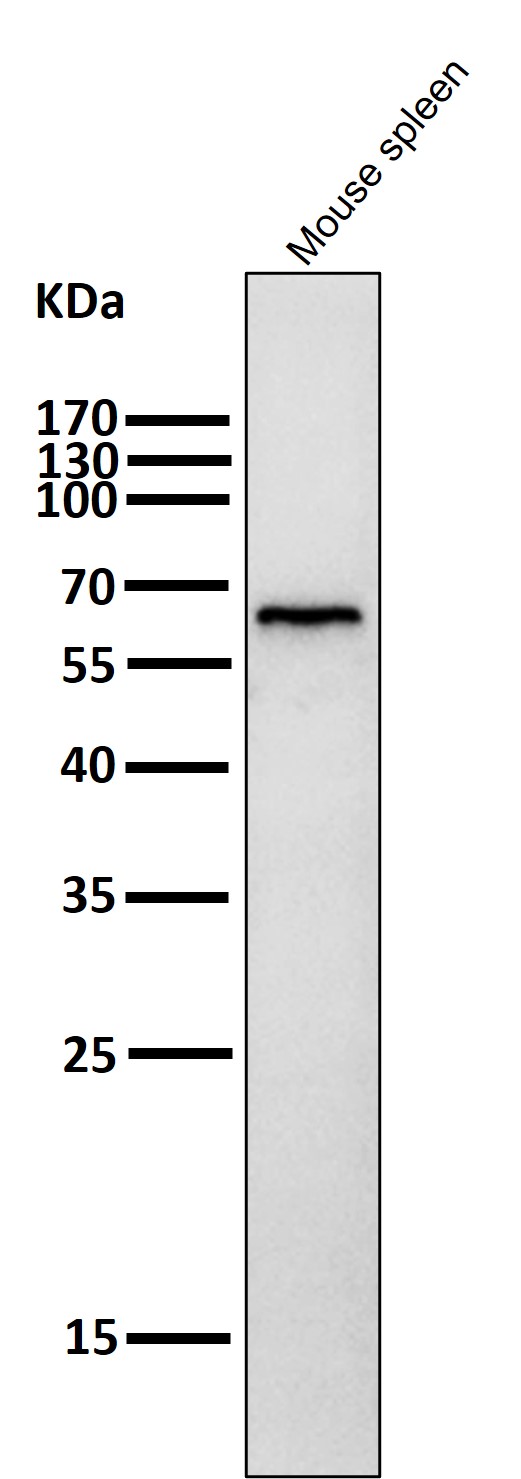 1 - Anti-Phospho-AMPK alpha (T172) PRKAA2 Rabbit Monoclonal Antibody ABO13192