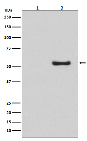 1 - Anti-Phospho-Smad1/5/9 (S463/S465/S467) Rabbit Monoclonal Antibody ABO13193
