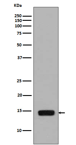 1 - Anti-Phospho-Histone H2A (S129) HIST1H2AB Rabbit Monoclonal Antibody ABO13195