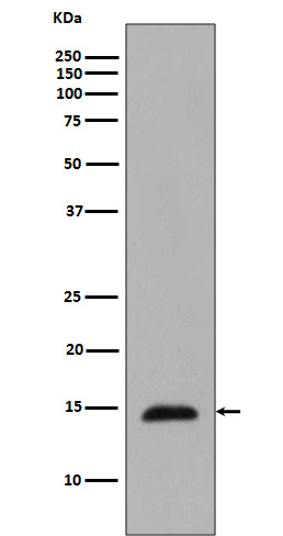 1 - Anti-Phospho-Histone H2B (T129) HIST1H2BC Rabbit Monoclonal Antibody ABO13196