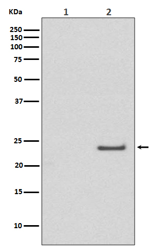 1 - Anti-Phospho-Rac1/Cdc42 (Ser71) Rabbit Monoclonal Antibody ABO13198