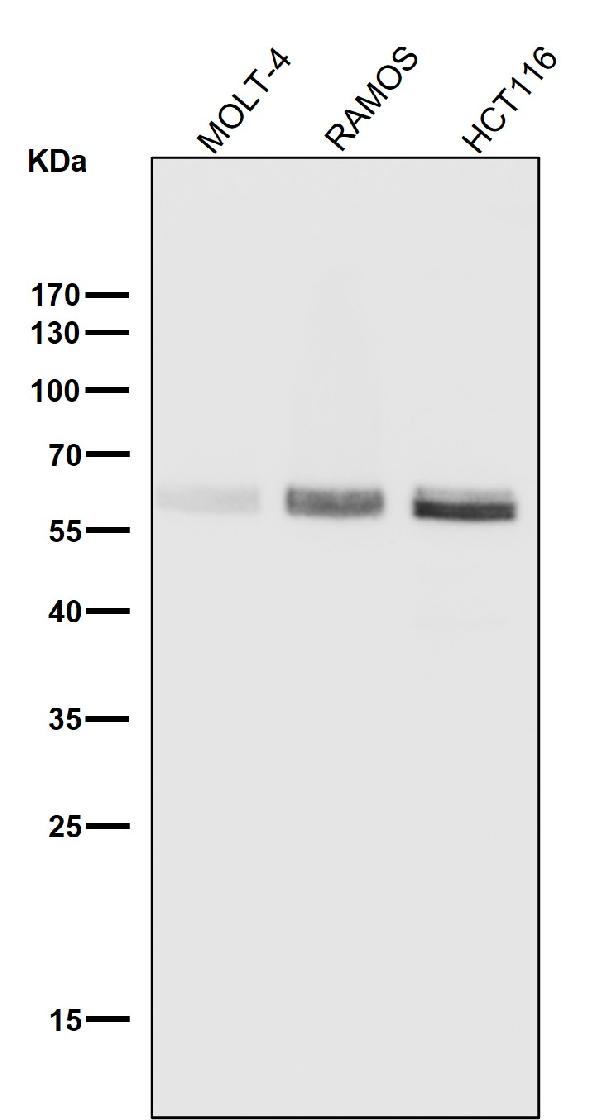 1 - Anti-Phospho-Smad3 (S423 + S425) Rabbit Monoclonal Antibody ABO13199