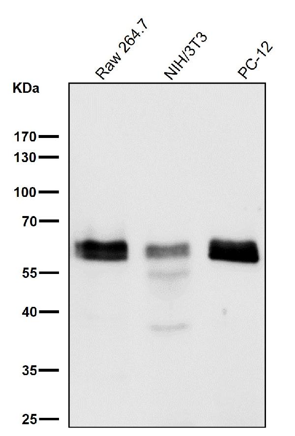 1 - Anti-Phospho-Smad3 (S423 + S425) Rabbit Monoclonal Antibody ABO13199