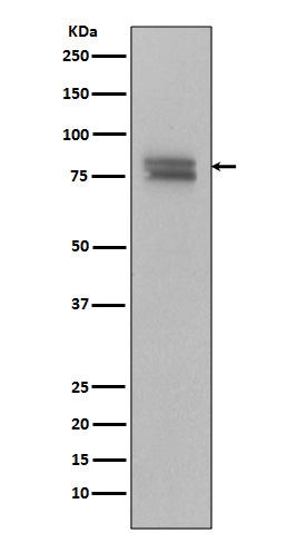 1 - Anti-Phospho-v-Myb + c-Myb (S11) Rabbit Monoclonal Antibody ABO13200