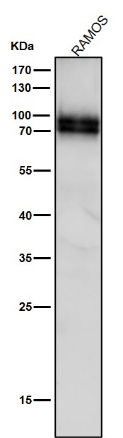 1 - Anti-Phospho-v-Myb + c-Myb (S11) Rabbit Monoclonal Antibody ABO13200