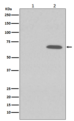 1 - Anti-Phospho-AMPK alpha 1 (S496) PRKAA1 Rabbit Monoclonal Antibody ABO13201