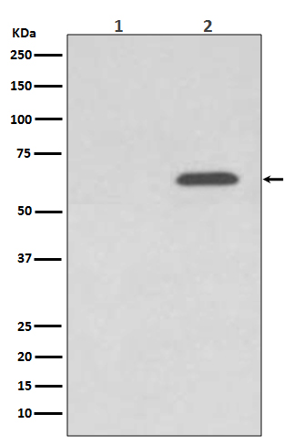1 - Anti-Phospho-AMPK alpha 2 (S345) PRKAA2 Rabbit Monoclonal Antibody ABO13202
