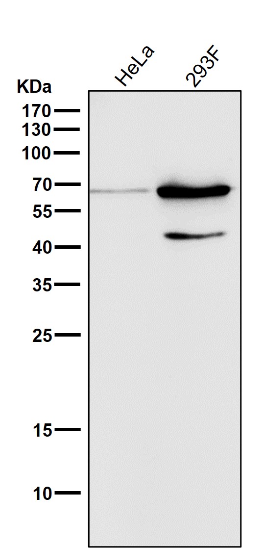 1 - Anti-Phospho-AMPK alpha 2 (S345) PRKAA2 Rabbit Monoclonal Antibody ABO13202
