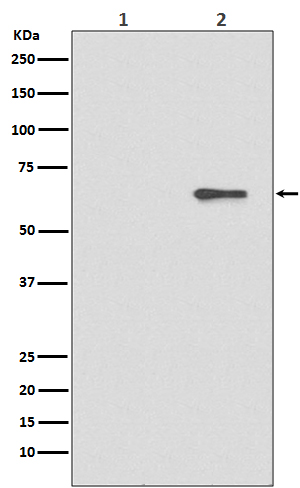 1 - Anti-Phospho-AMPK alpha 2 (S491) PRKAA2 Rabbit Monoclonal Antibody ABO13203