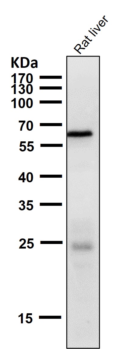 1 - Anti-Phospho-AMPK alpha 2 (S491) PRKAA2 Rabbit Monoclonal Antibody ABO13203