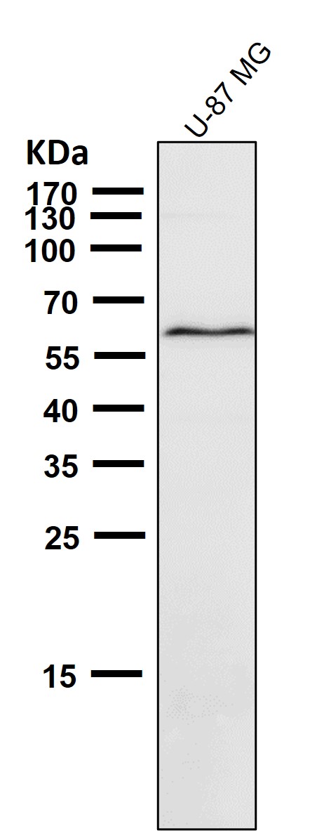 1 - Anti-Phospho-AMPK alpha 2 (S491) PRKAA2 Rabbit Monoclonal Antibody ABO13203
