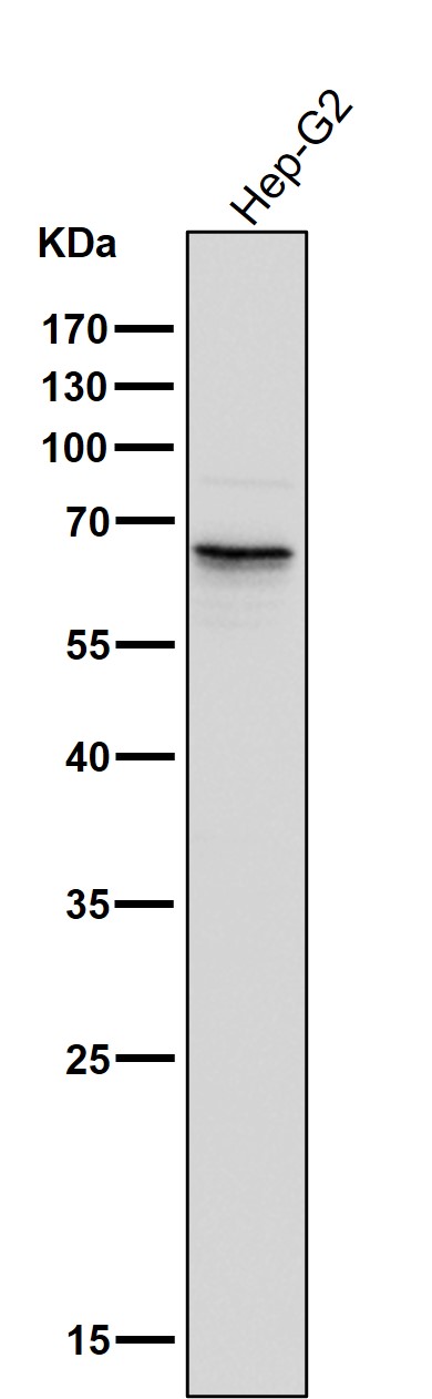 1 - Anti-Phospho-PAK1/2/3 (S144+S141+S139) PAK3 Rabbit Monoclonal Antibody ABO13208