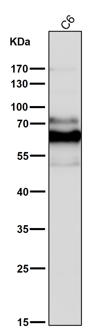 1 - Anti-Phospho-PAK1/2/3 (S144+S141+S139) PAK3 Rabbit Monoclonal Antibody ABO13208