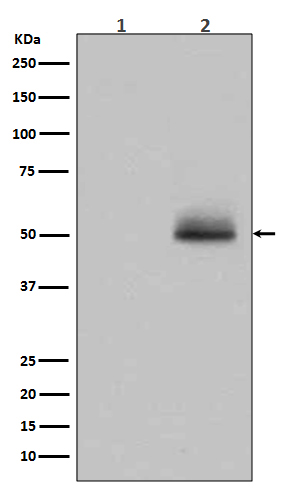 1 - Anti-Phospho-GSK3 (alpha + beta) (Y216 + Y279) GSK3A Rabbit Monoclonal Antibody ABO13211