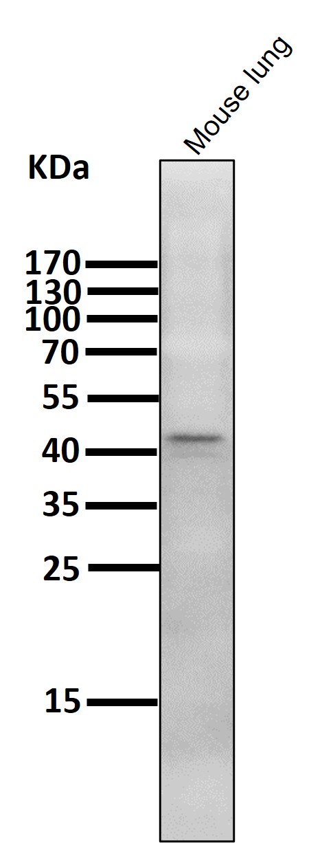 1 - Anti-Phospho-Erk1 (T202/Y204) + Erk2 (T185/Y187) MAPK3 Rabbit Monoclonal Antibody ABO13213