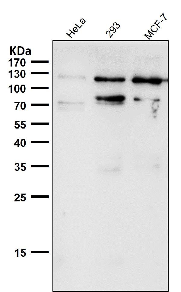 1 - Anti-Rb RB1 Rabbit Monoclonal Antibody ABO13216