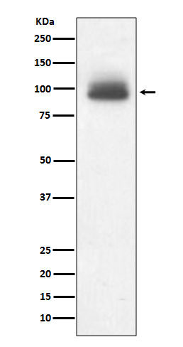 1 - Anti-GR NR3C1 Rabbit Monoclonal Antibody ABO13217