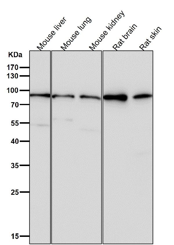 1 - Anti-GR NR3C1 Rabbit Monoclonal Antibody ABO13217