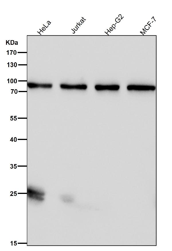 1 - Anti-GR NR3C1 Rabbit Monoclonal Antibody ABO13217