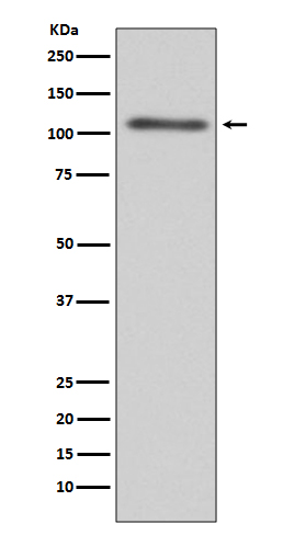 1 - Anti-C3/Complement C3 Rabbit Monoclonal Antibody ABO13218
