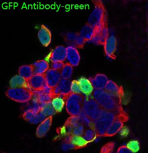 1 - Anti-GFP Rabbit Monoclonal Antibody ABO13220