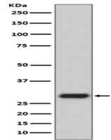 1 - Anti-GFP Rabbit Monoclonal Antibody ABO13220