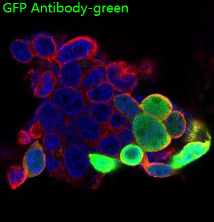 3 - Anti-GFP Rabbit Monoclonal Antibody ABO13221